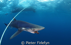 Blue shark / close encounter (8mm lens) by Pieter Firlefyn 